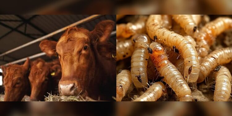 E.U.A suspende exportación de ganado mexicano por gusano barrenador