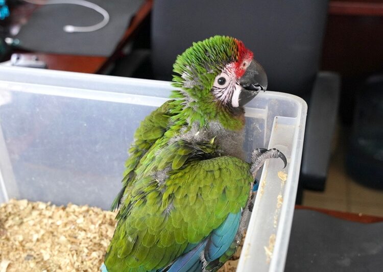 Zoo de NLD da la bienvenida a nuevos integrantes