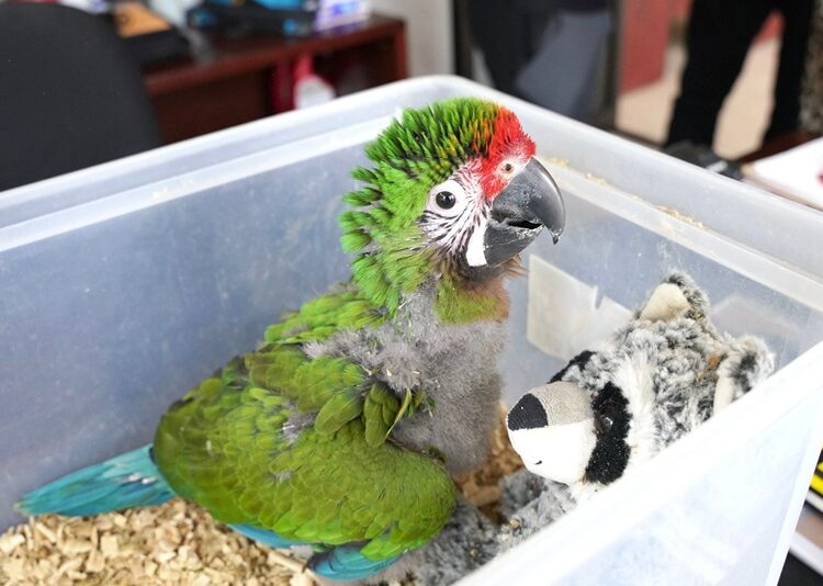 Zoo de NLD da la bienvenida a nuevos integrantes