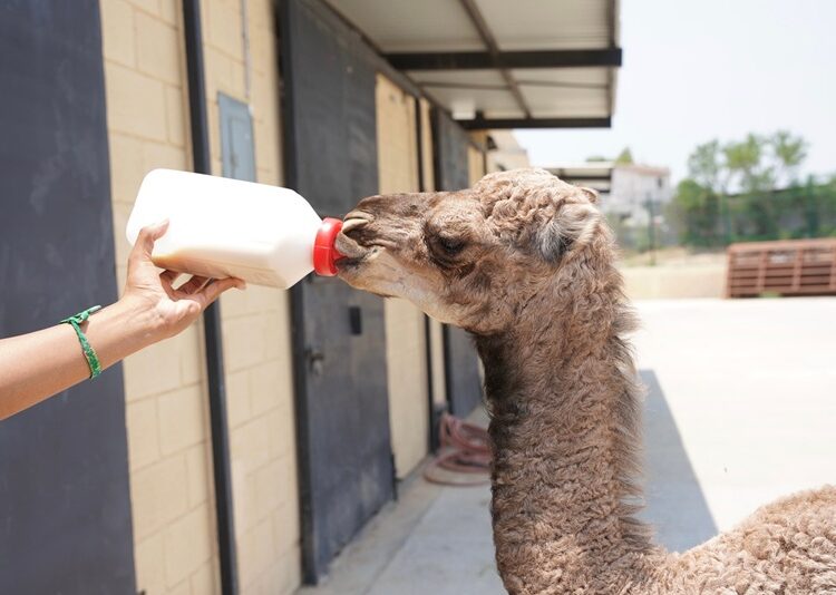 Zoo de NLD da la bienvenida a nuevos integrantes