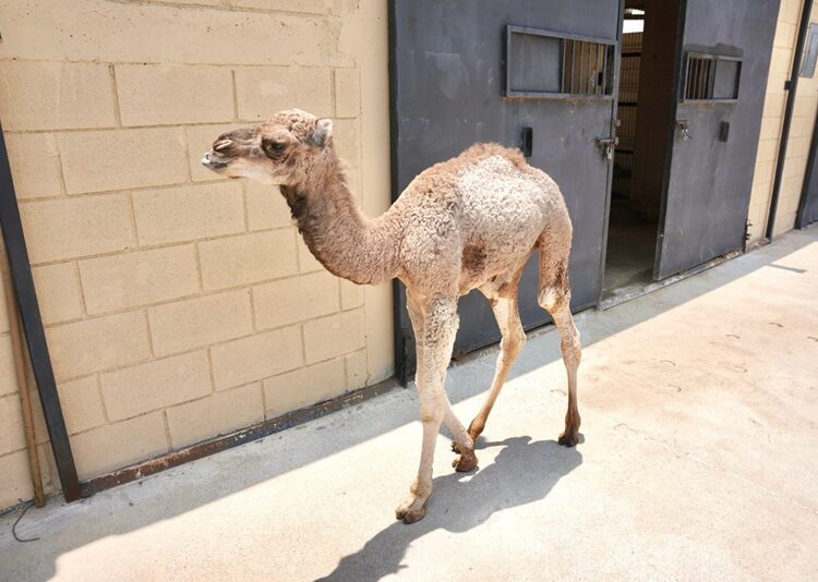 Zoo de NLD da la bienvenida a nuevos integrantes