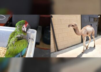 Zoo de NLD da la bienvenida a nuevos integrantes