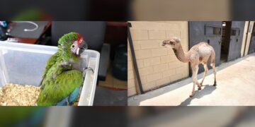 Zoo de NLD da la bienvenida a nuevos integrantes