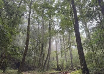 Celebrará Tamaulipas el Día del Árbol con pocos recursos para proteger sus bosques
