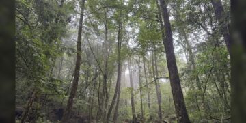 Celebrará Tamaulipas el Día del Árbol con pocos recursos para proteger sus bosques