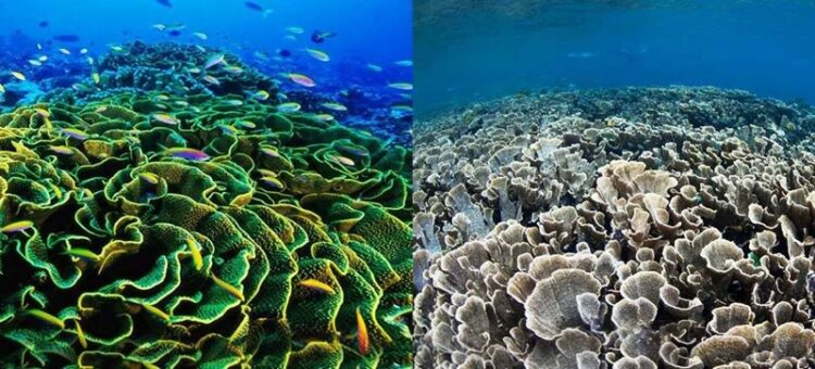 05 de junio, ‘Día Mundial del Medio Ambiente’ 2025