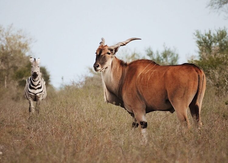 “Es Tamaulipas líder nacional en turismo cinegético y pesca deportiva”: Sectur