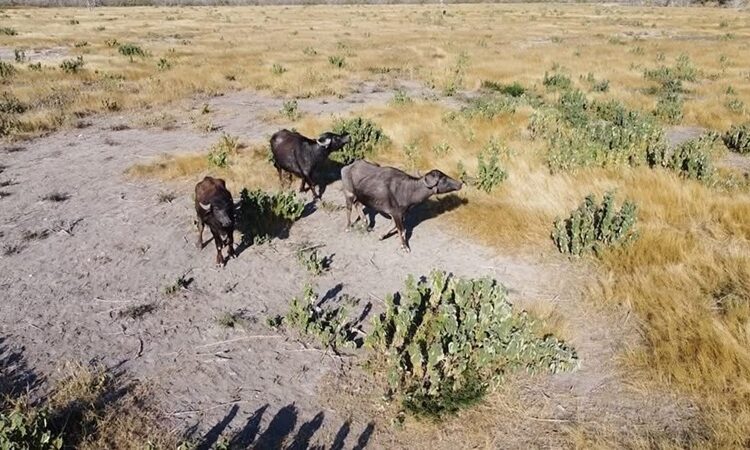 “Es Tamaulipas líder nacional en turismo cinegético y pesca deportiva”: Sectur