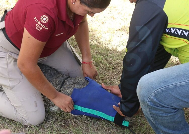 Instruyen a municipios en protocolos para manejo de cocodrilos