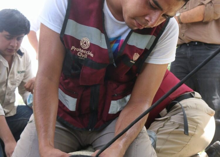 Instruyen a municipios en protocolos para manejo de cocodrilos