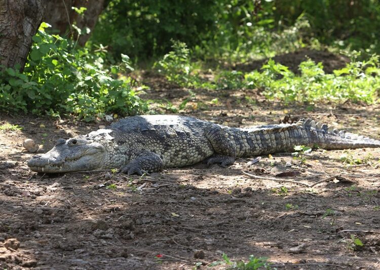 Instruyen a municipios en protocolos para manejo de cocodrilos