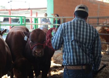 NLD impulsa el desarrollo ganadero con entrega de bebederos a bajo costo