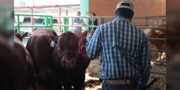 NLD impulsa el desarrollo ganadero con entrega de bebederos a bajo costo