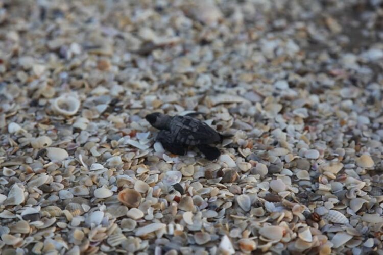 05 de junio, ‘Día Mundial del Medio Ambiente’ 2025