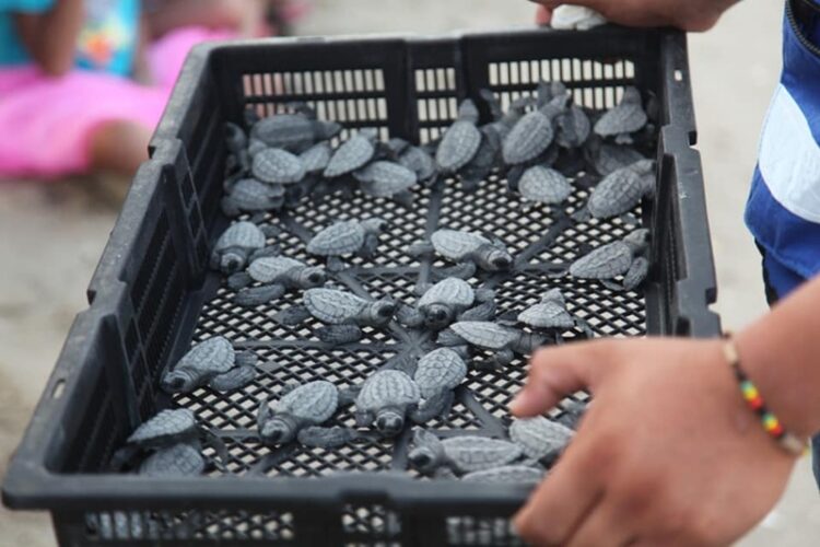 05 de junio, ‘Día Mundial del Medio Ambiente’ 2025