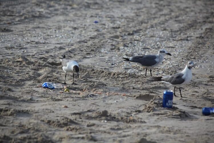 05 de junio, ‘Día Mundial del Medio Ambiente’ 2025