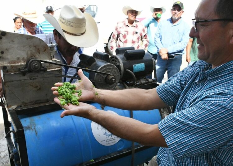 Promueven el uso del nopal como estrategia alimentaria sustentable