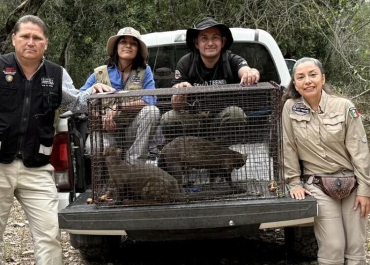 Rescatan a 3 jaguarundis en Aldama y los liberan en la sierra
