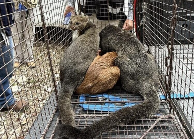 Rescatan a 3 jaguarundis en Aldama y los liberan en la sierra
