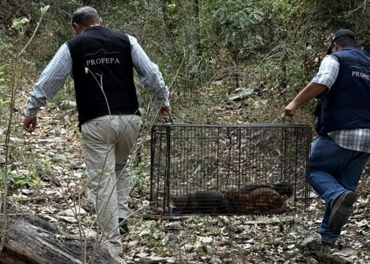 Rescatan a 3 jaguarundis en Aldama y los liberan en la sierra