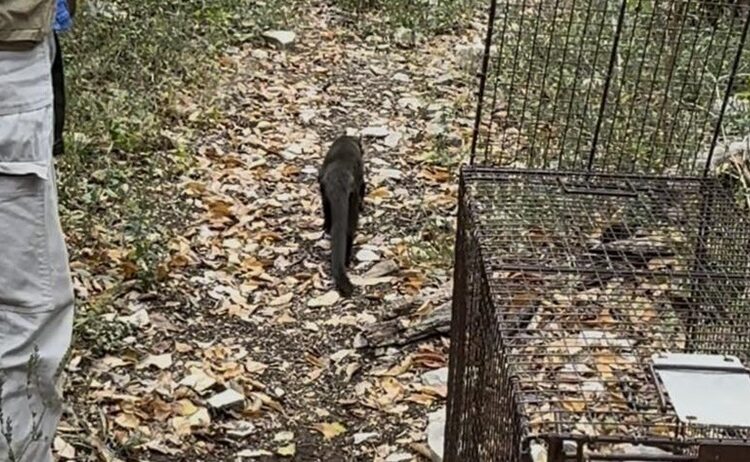 Rescatan a 3 jaguarundis en Aldama y los liberan en la sierra