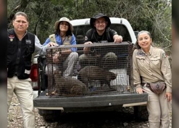 Rescatan a 3 jaguarundis en Aldama y los liberan en la sierra