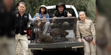 Rescatan a 3 jaguarundis en Aldama y los liberan en la sierra