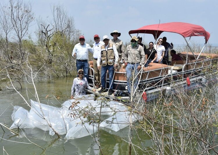 Siembran lobinas en la presa Vicente Guerrero para impulsar la pesca deportiva
