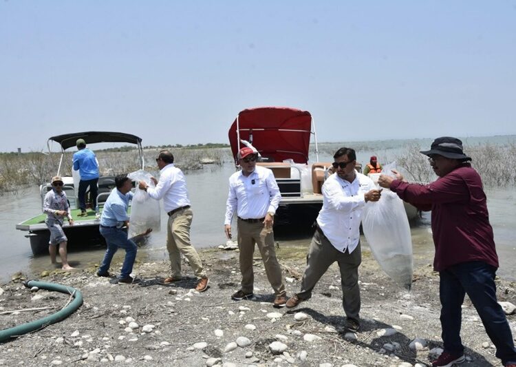 Siembran lobinas en la presa Vicente Guerrero para impulsar la pesca deportiva