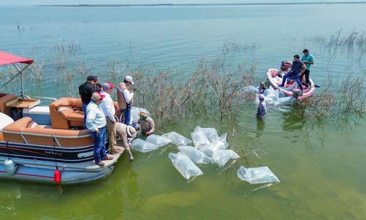 Siembran lobinas en la presa Vicente Guerrero para impulsar la pesca deportiva