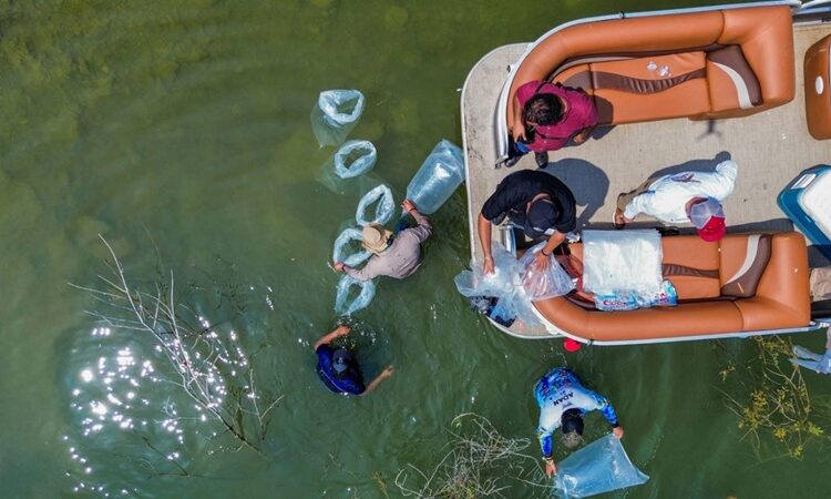 Siembran lobinas en la presa Vicente Guerrero para impulsar la pesca deportiva