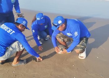 Tortugas marinas, delfines y manatíes afectados por explosión del cohete de SpaceX