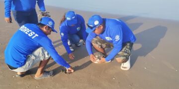 Tortugas marinas, delfines y manatíes afectados por explosión del cohete de SpaceX