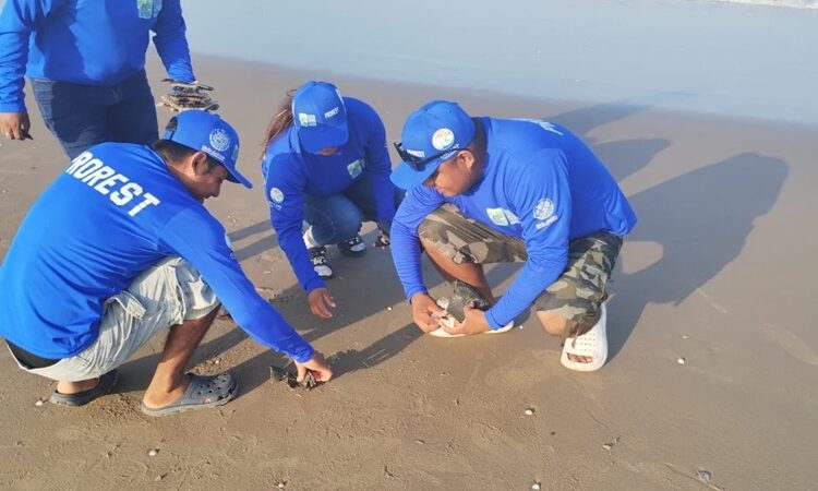 Tortugas marinas, delfines y manatíes afectados por explosión del cohete de SpaceX