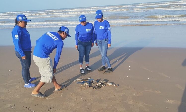 Tortugas marinas, delfines y manatíes afectados por explosión del cohete de SpaceX