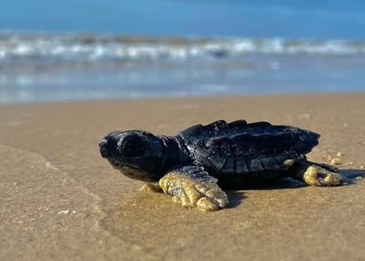 Tortugas marinas, delfines y manatíes afectados por explosión del cohete de SpaceX
