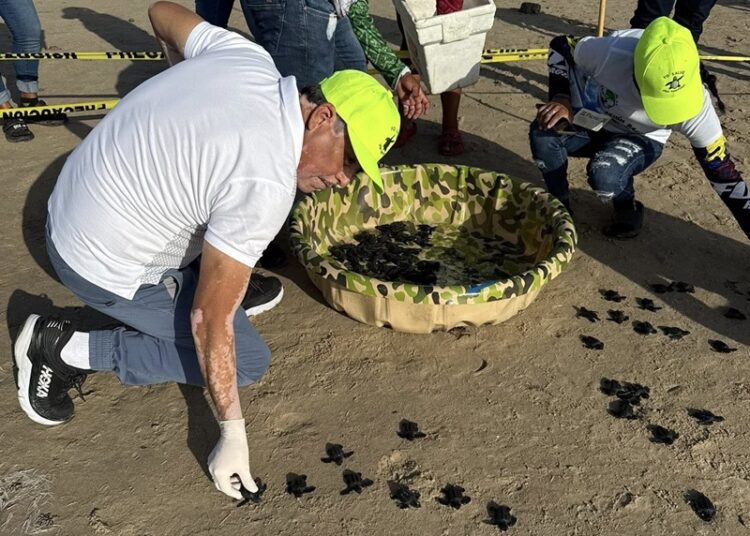 Tortugas marinas, delfines y manatíes afectados por explosión del cohete de SpaceX