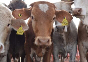 Por gusano barrenador, reabrirán frontera de México con EUA