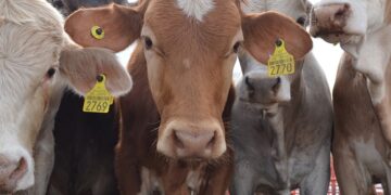 Por gusano barrenador, reabrirán frontera de México con EUA