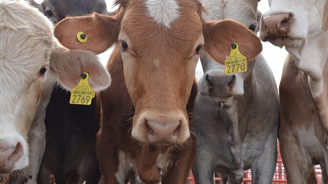 Por gusano barrenador, reabrirán frontera de México con EUA