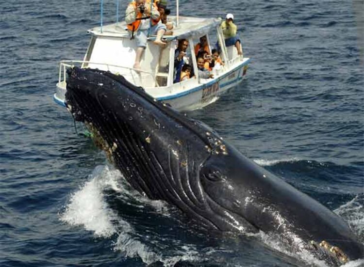 23 de julio, “Día Mundial de las Ballenas y los Delfines”