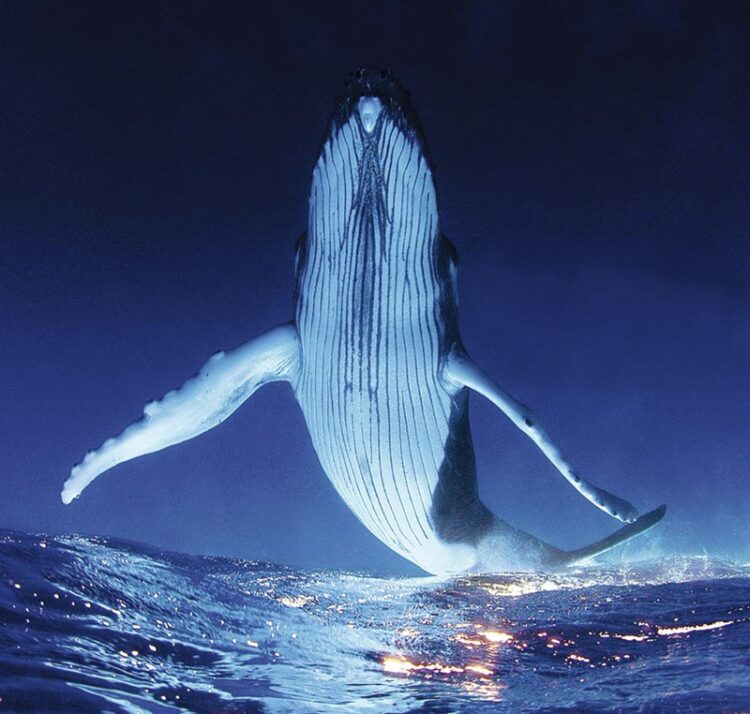 23 de julio, “Día Mundial de las Ballenas y los Delfines”