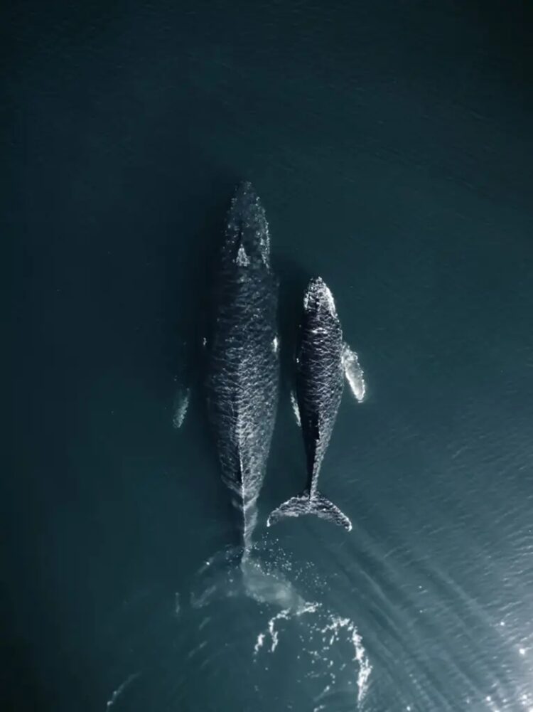 23 de julio, “Día Mundial de las Ballenas y los Delfines”