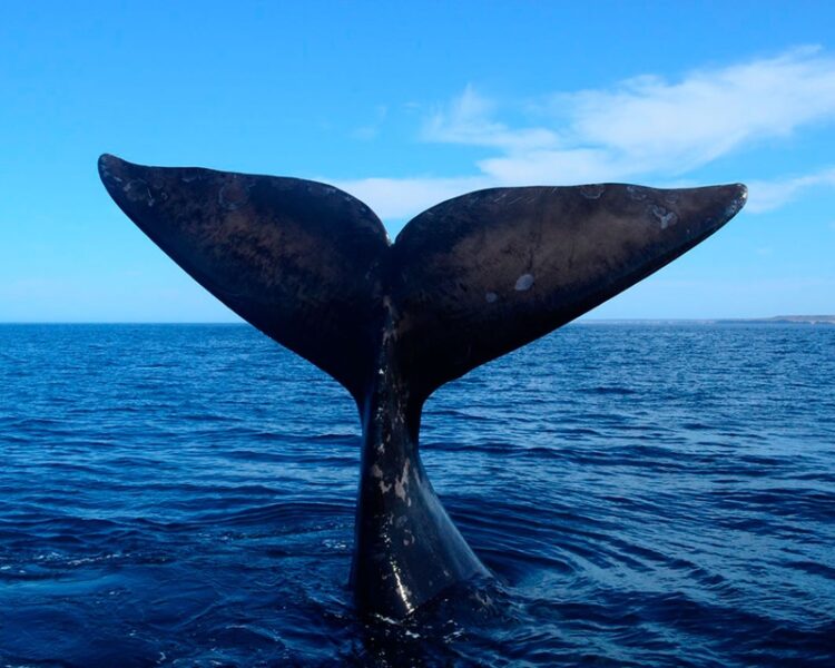 23 de julio, “Día Mundial de las Ballenas y los Delfines”