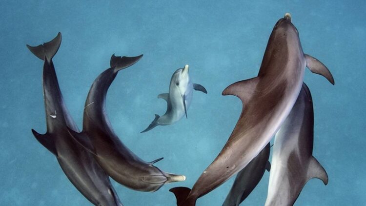 23 de julio, “Día Mundial de las Ballenas y los Delfines”