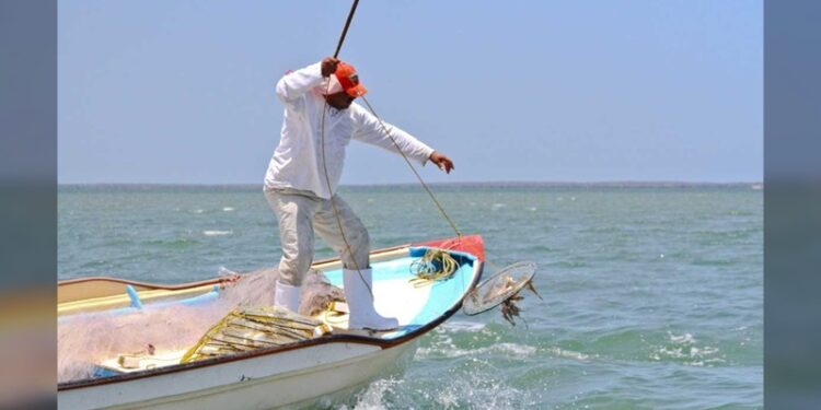 Disminuye producción pesquera en Tamaulipas pese a liderazgo en camarón