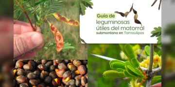 La UAT invita a conocer más sobre las leguminosas y su aprovechamiento