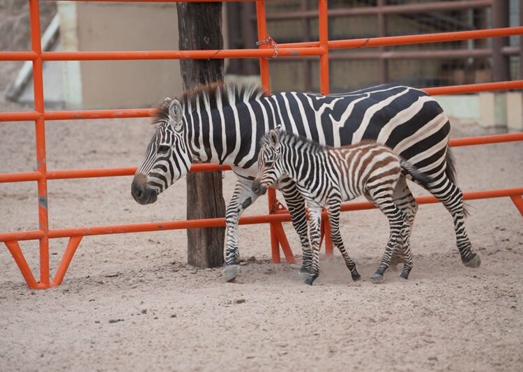 Nace cría de cebra en el Zoológico y Acuario de NLD