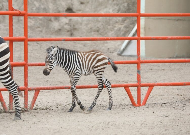 Nace cría de cebra en el Zoológico y Acuario de NLD