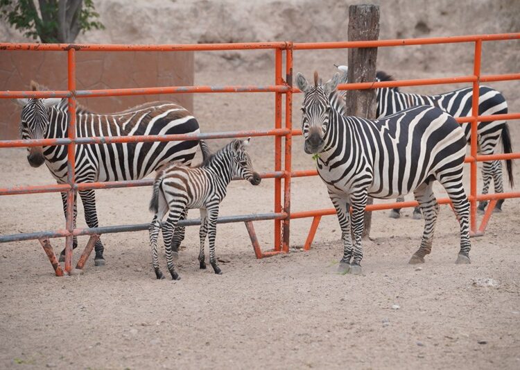 Nace cría de cebra en el Zoológico y Acuario de NLD